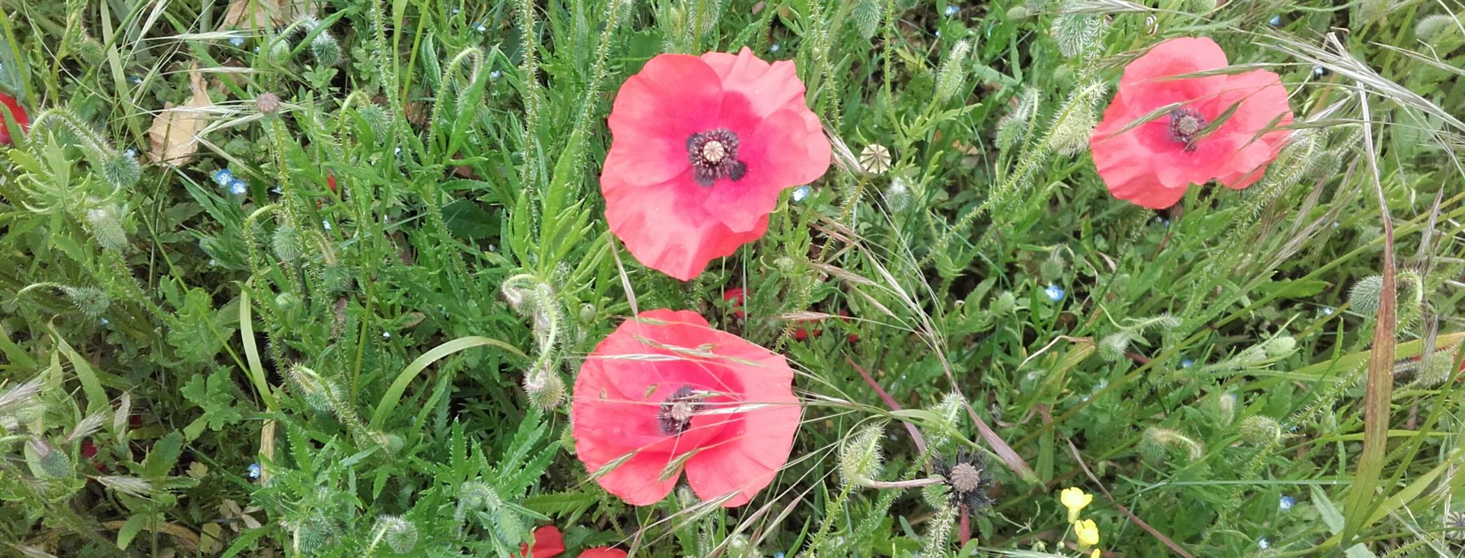 ©C'estquoicebaz...art?