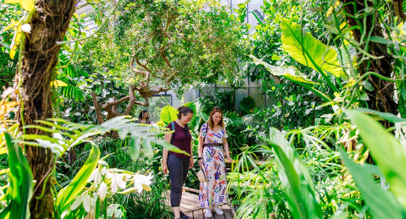 Serre du Jardin des Plantes 