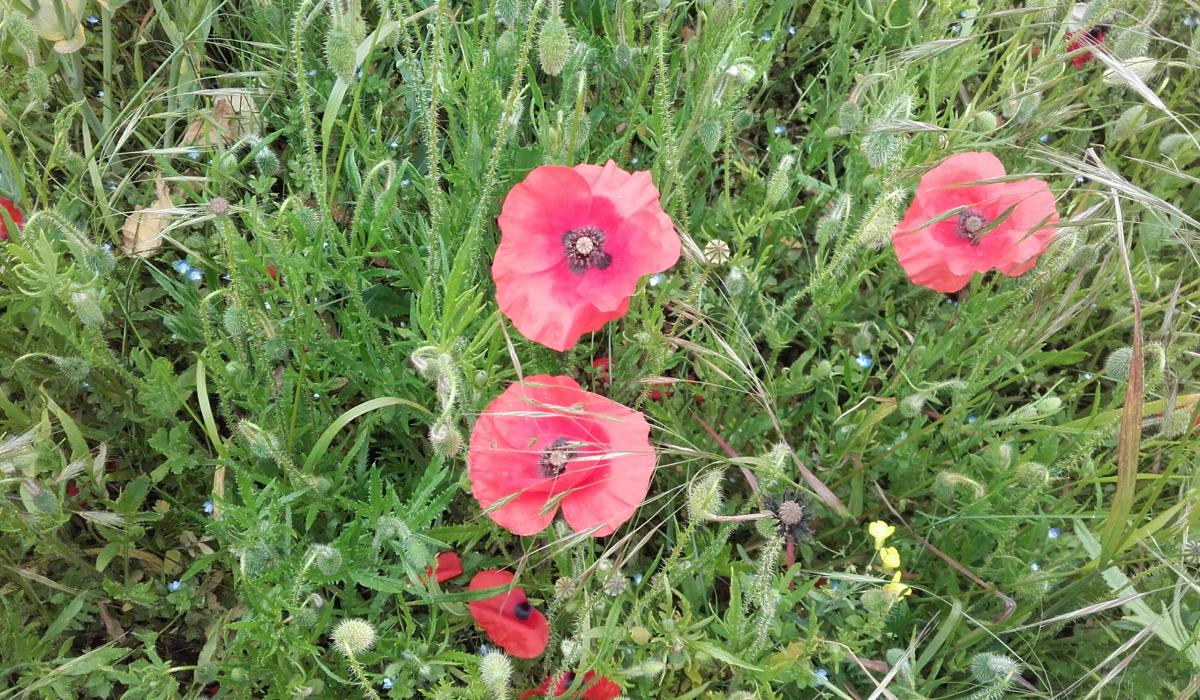 ©C'estquoicebaz...art?